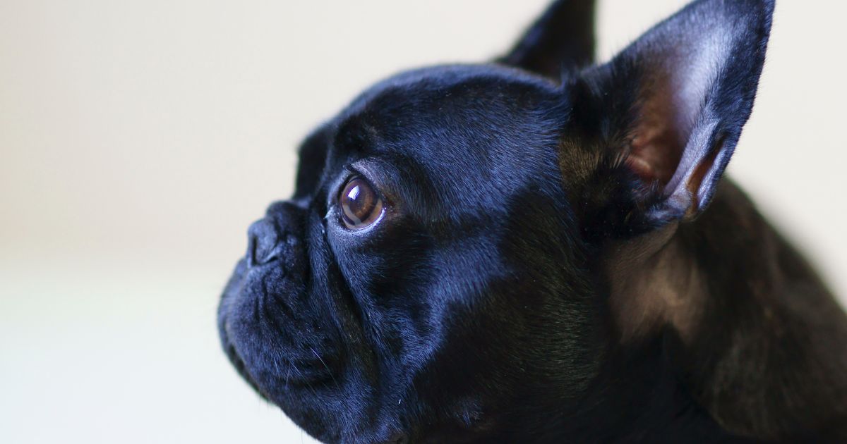 The Frenchie Personality: Unraveling the French Bulldog Temperament ...