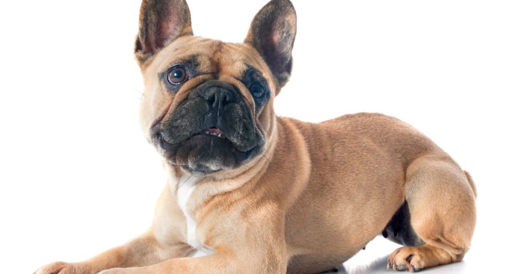 Health and Care of French Bulldogs