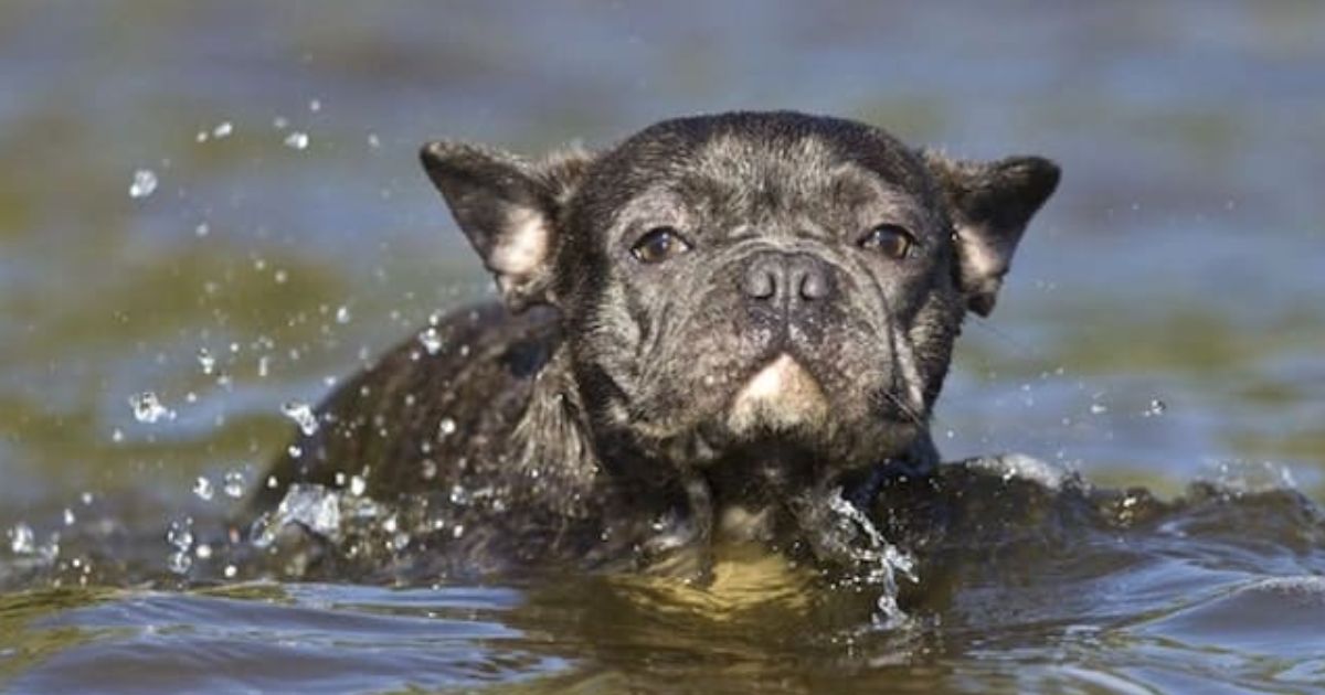 Can Frenchies Swim?