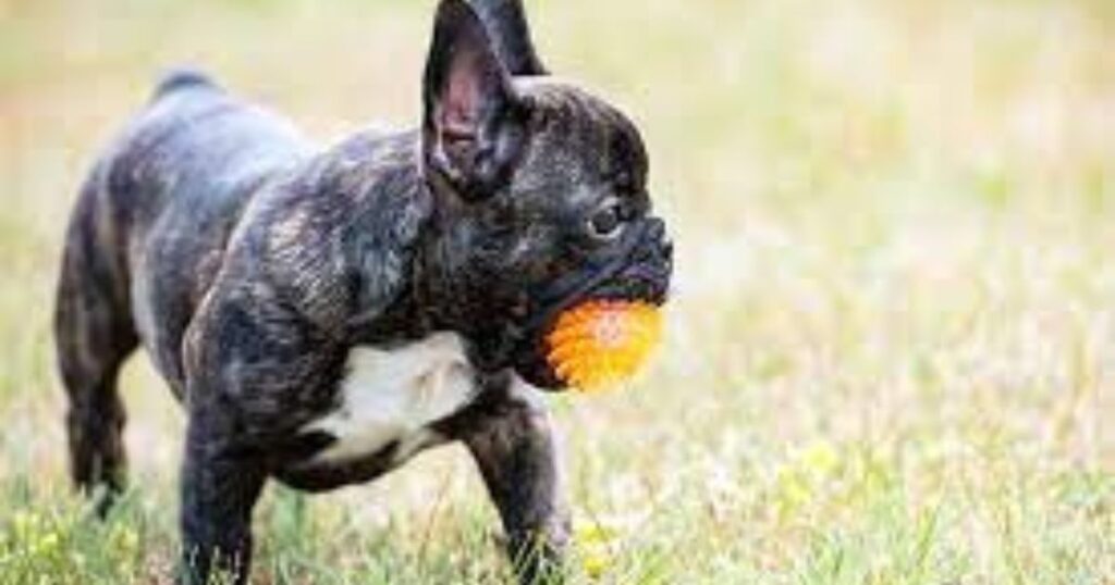 French Bulldog Foods to Avoid