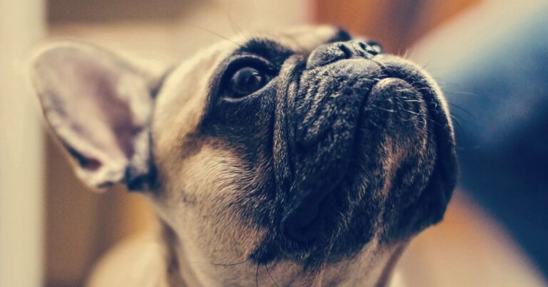 The Fascinating History of French Bulldogs: From Bulldogs to Companions