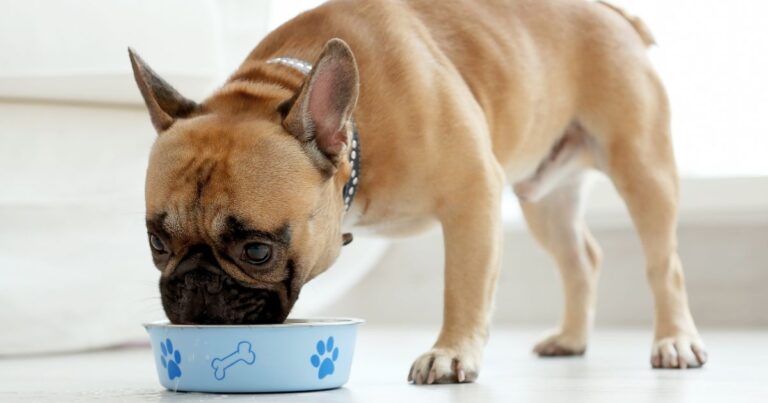 Which French Bulldog Foods to Avoid: Toxic and Allergenic Foods