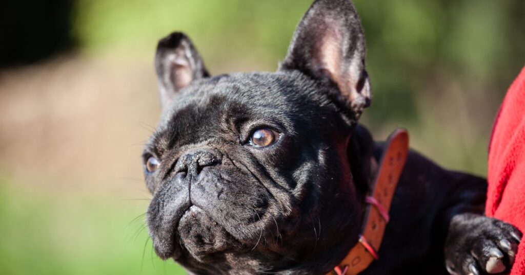 French Bulldog Foods to Avoid