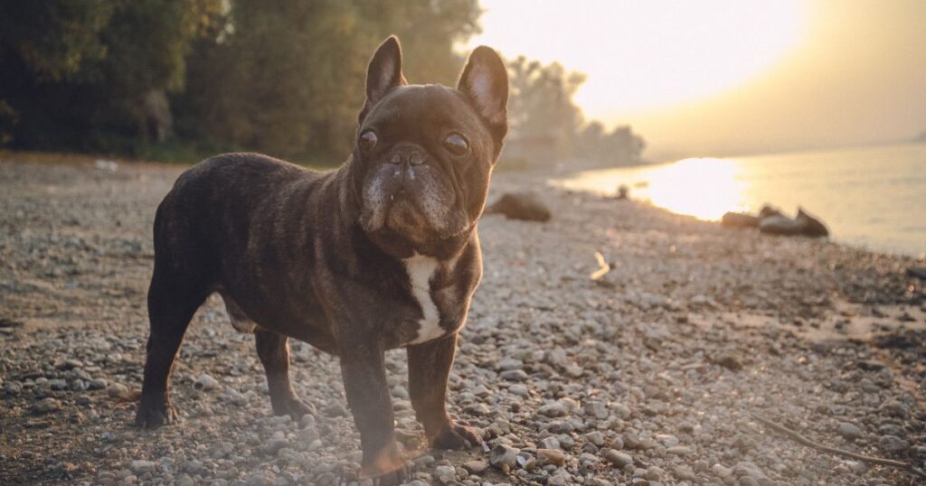 French Bulldog Foods to Avoid