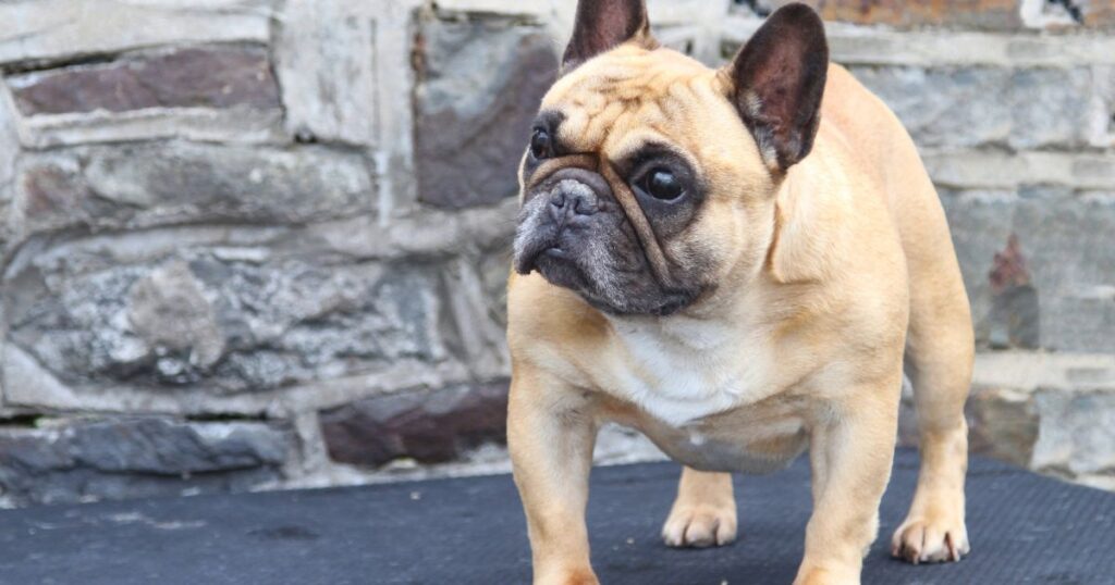 French Bulldog Foods to Avoid