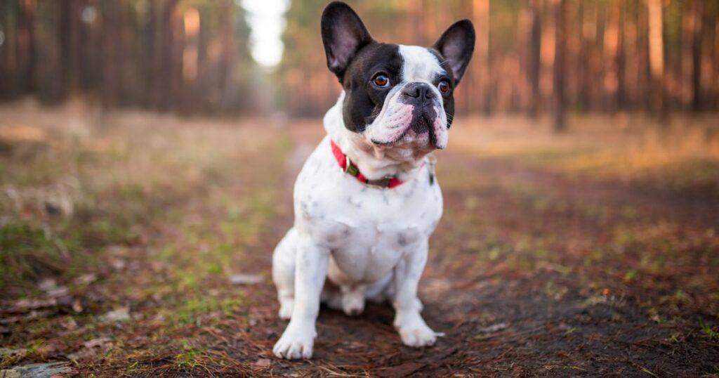 Physical Traits of French Bulldogs