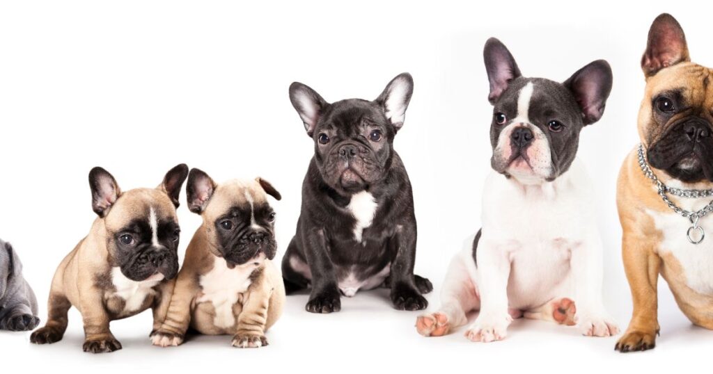 Unraveling the Physical Traits of French Bulldogs - Serena's Chronicles