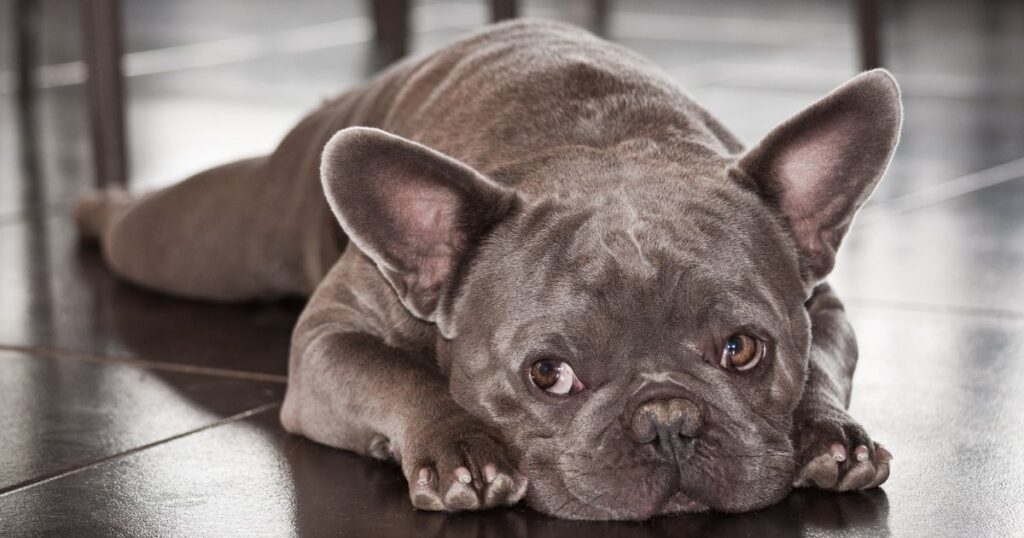 Physical Traits of French Bulldogs