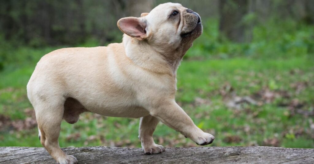 Physical Traits of French Bulldogs