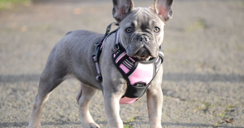 French Bulldog Autoimmune Disorders