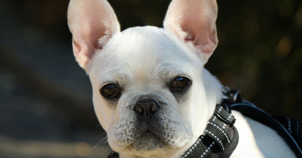 French Bulldog Autoimmune Disorders