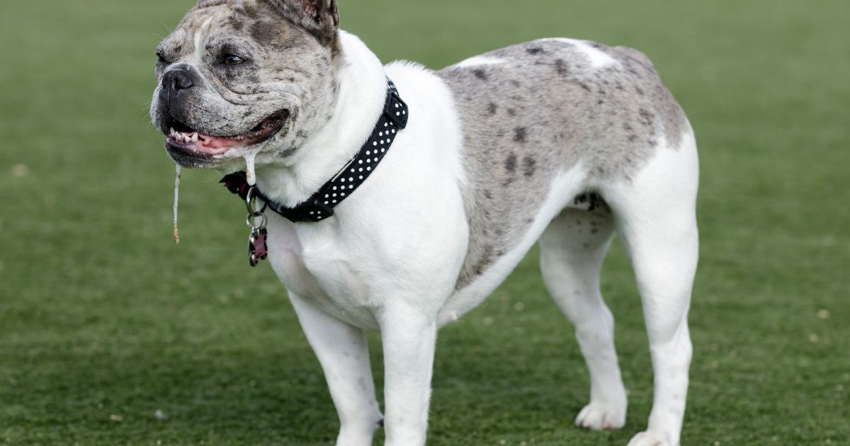 French Bulldog Autoimmune Disorders - Serena's Chronicles