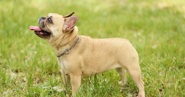 French Bulldog Autoimmune Disorders