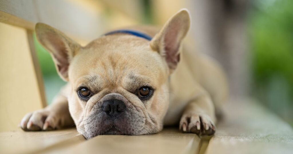 French Bulldog Brachycephalic Syndrome