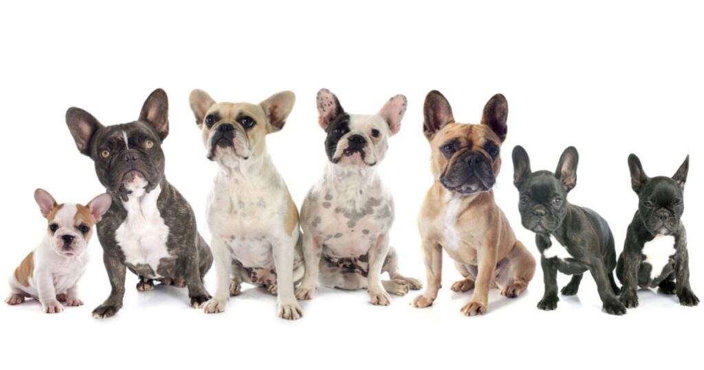 French Bulldog Brachycephalic Syndrome