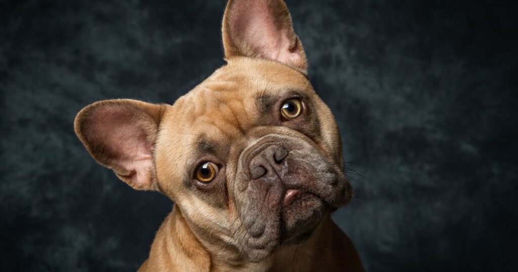 French Bulldog Cherry Eye