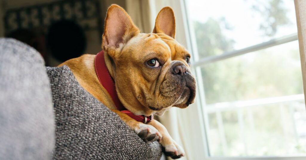 French Bulldog Cherry Eye