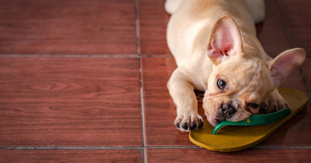 French Bulldog Cleft Palate 