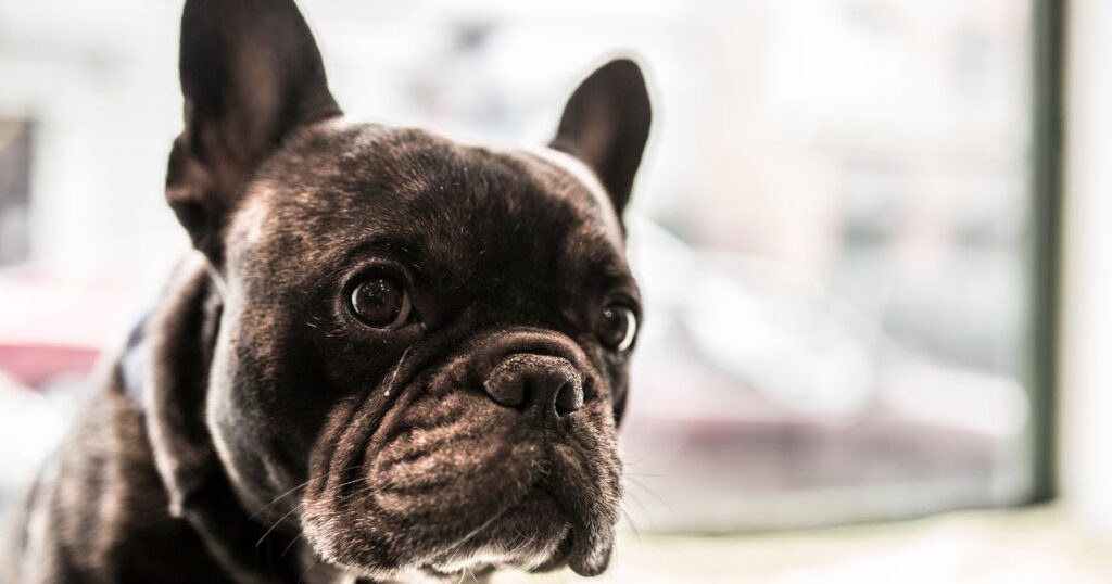 French Bulldog Deafness