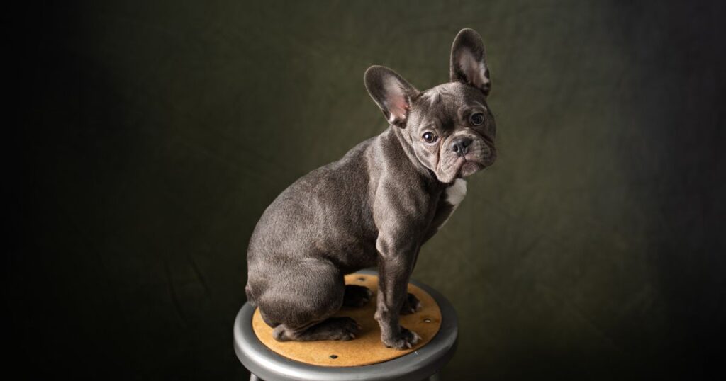 French Bulldog Deafness