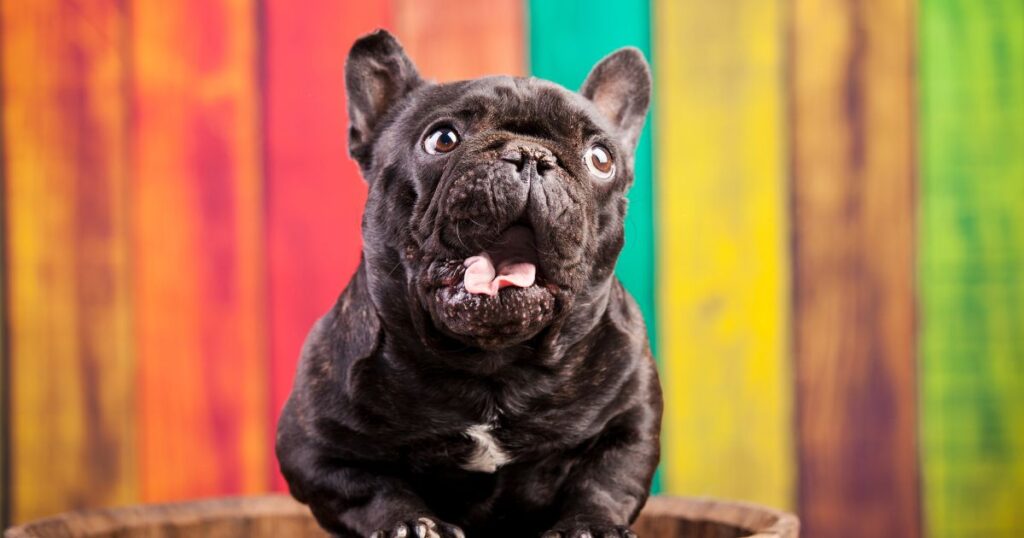 French Bulldog Deafness