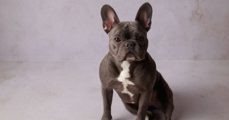 French Bulldog Deafness