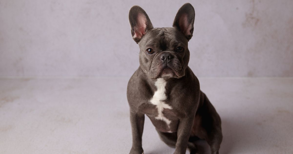 French Bulldog Deafness