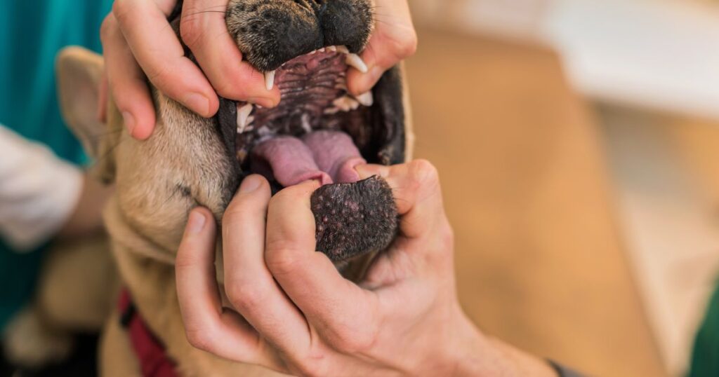 French Bulldog Dental Health