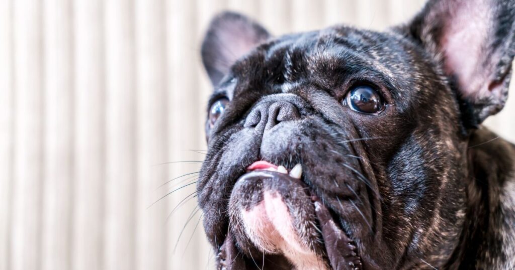 French Bulldog Dental Health