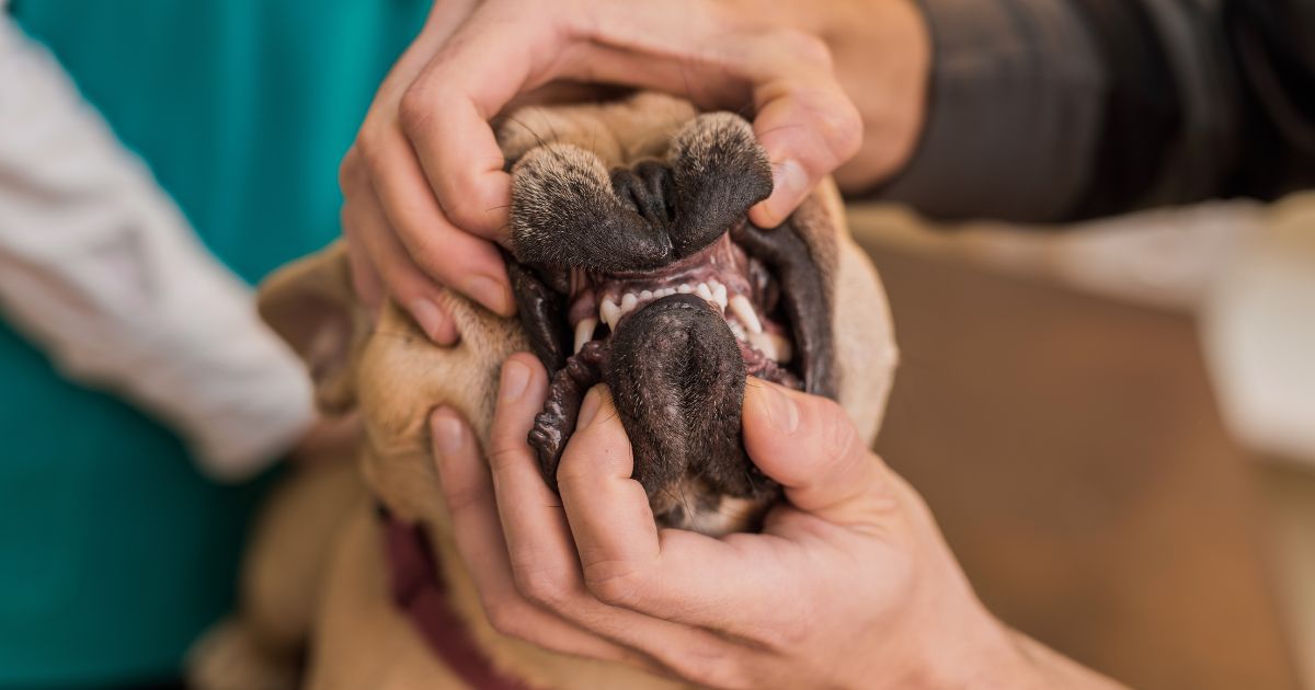 French Bulldog Dental Health