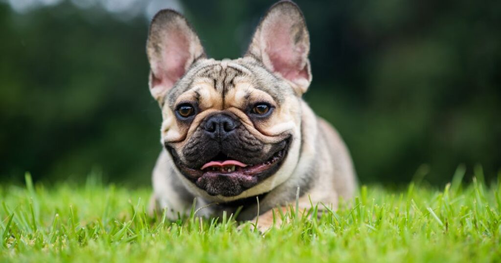 French Bulldog Ear Infections