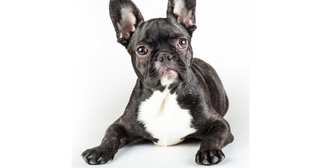 French Bulldog Ear Infections - Serena's Chronicles