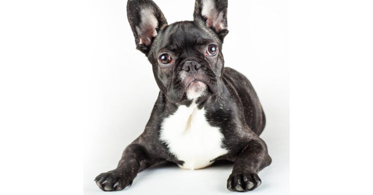 French Bulldog Ear Infections