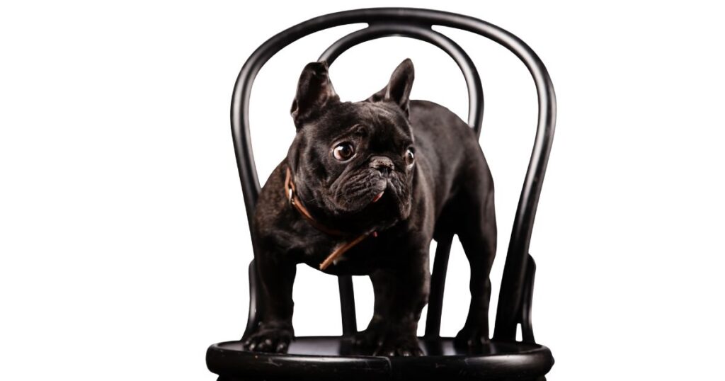 French Bulldog Ear Infections