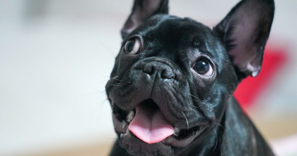 French Bulldog Ear Infections