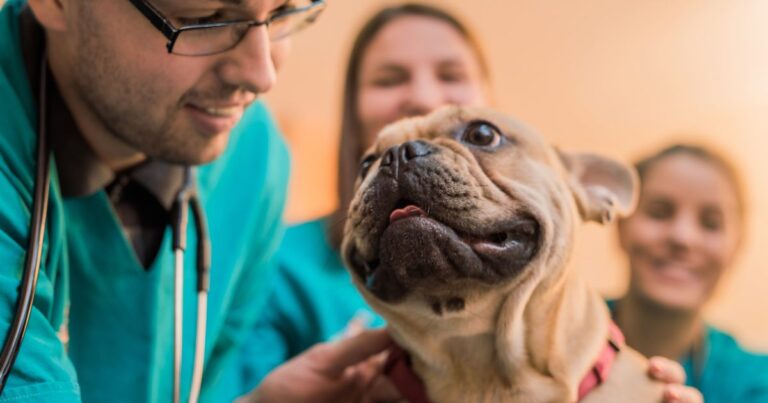 French Bulldog Eye Conditions