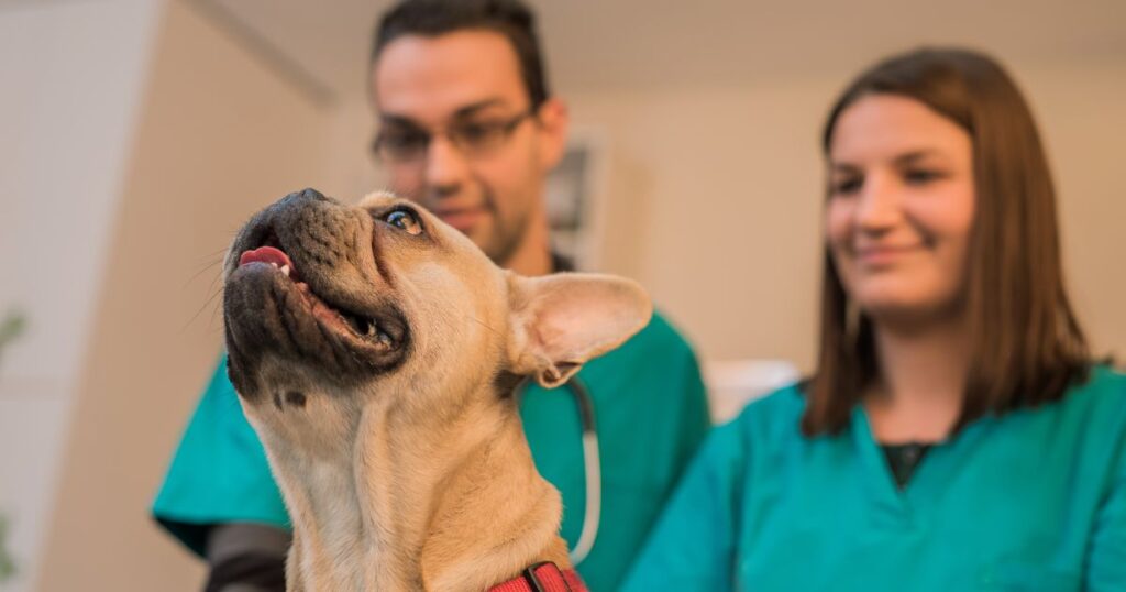 French Bulldog Eye Conditions