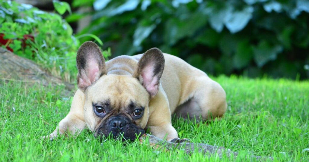 French Bulldog Gastrointestinal Issues