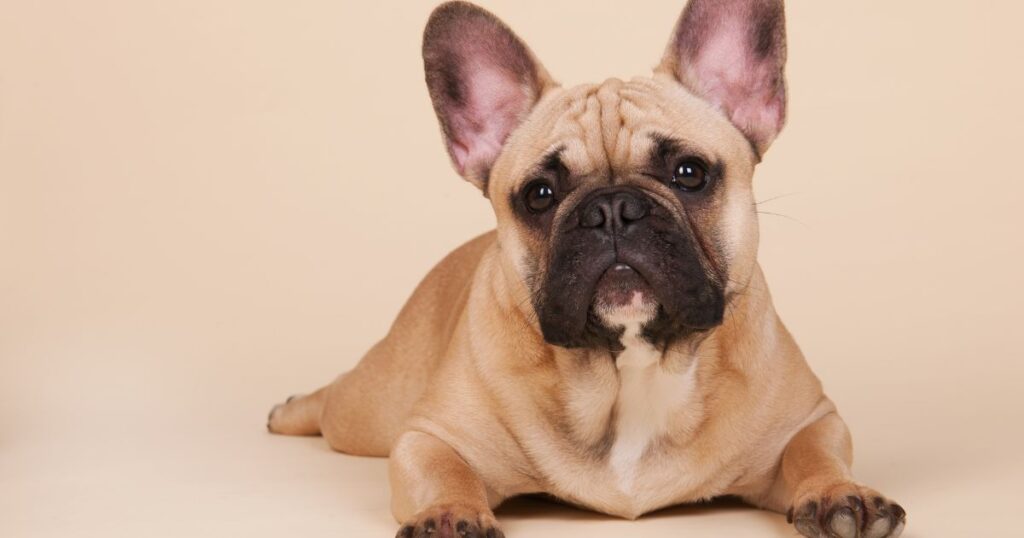 French Bulldog Health Issues