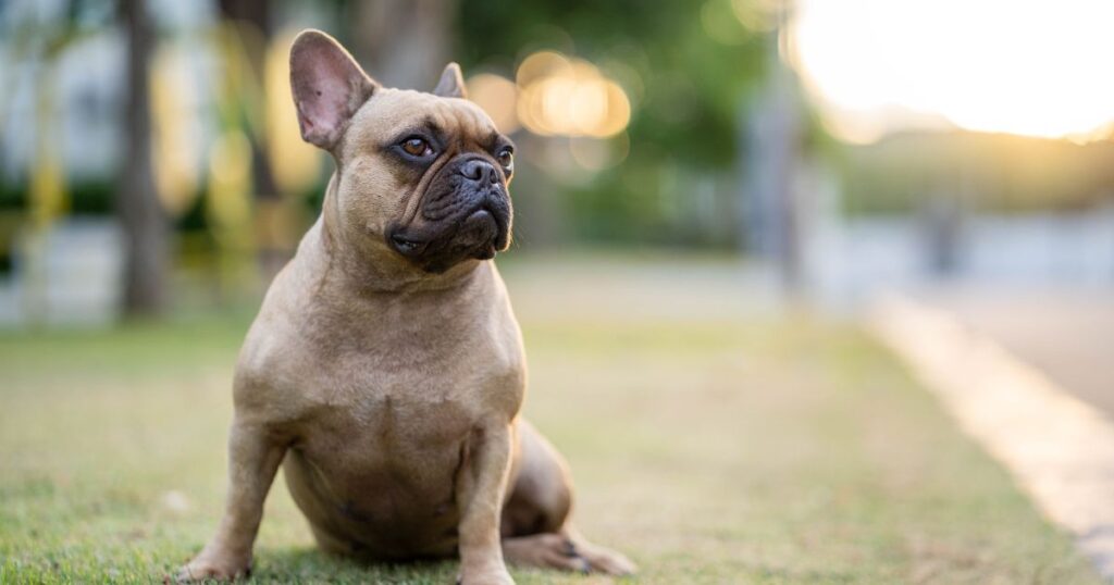 French Bulldog Health Issues