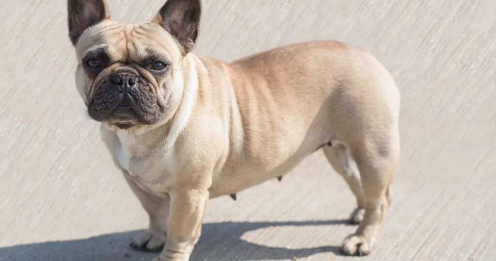 French Bulldog Health Issues