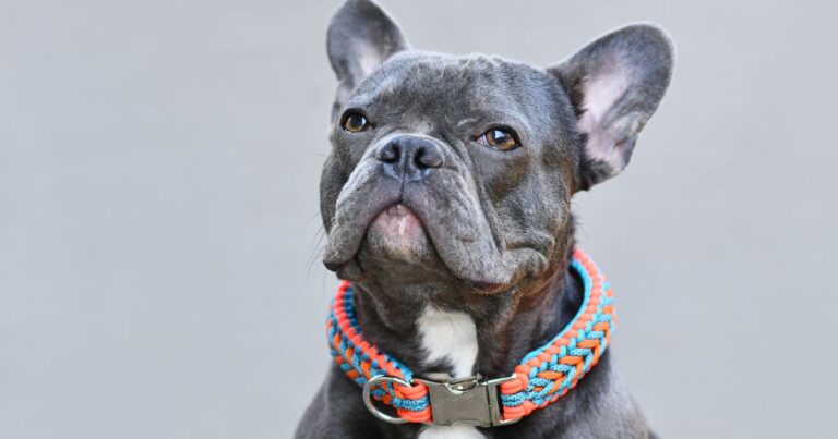 French Bulldog Health: Myths and Realities