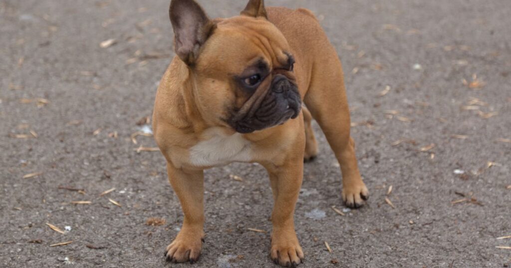 French Bulldog Heart Disease