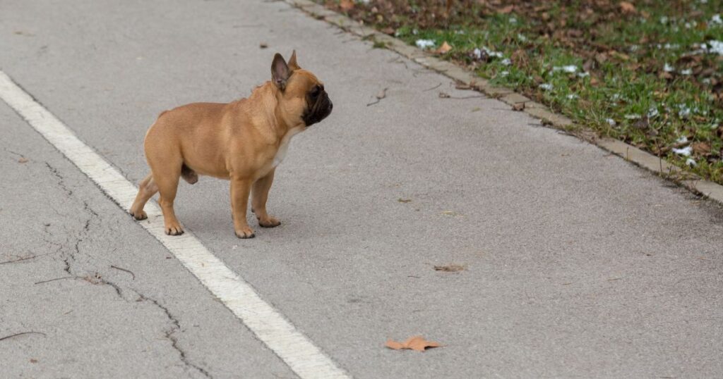 French Bulldog Heart Disease