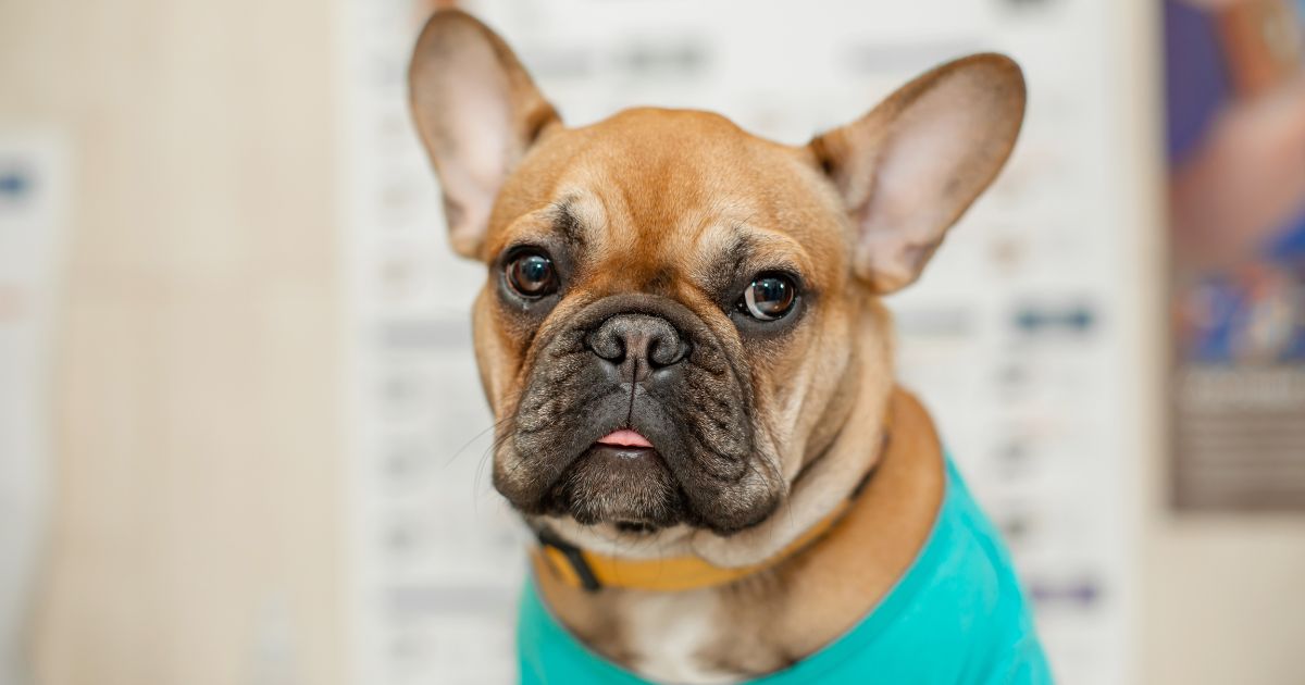 French Bulldog Heat Intolerance - Serena's Chronicles