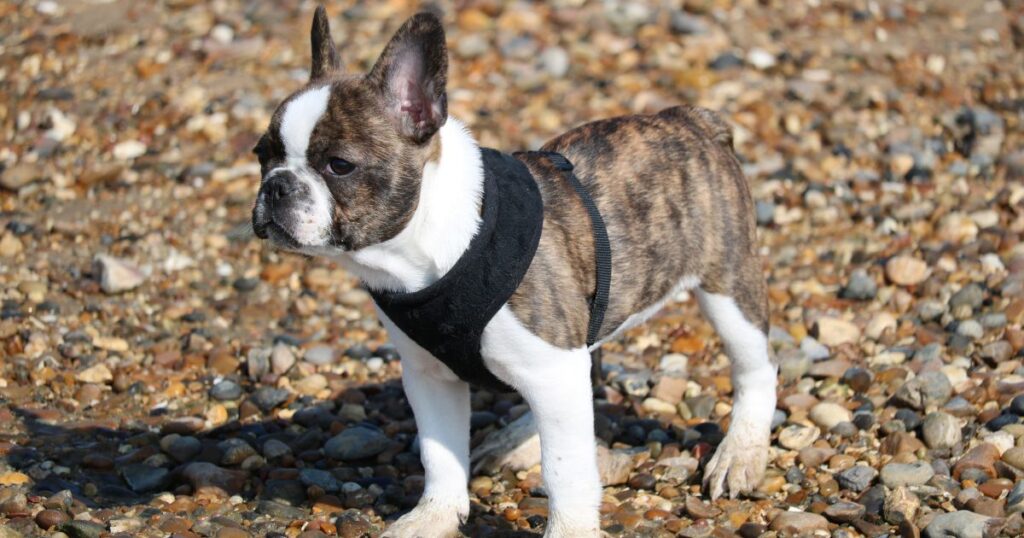 French Bulldog Hip Dysplasia