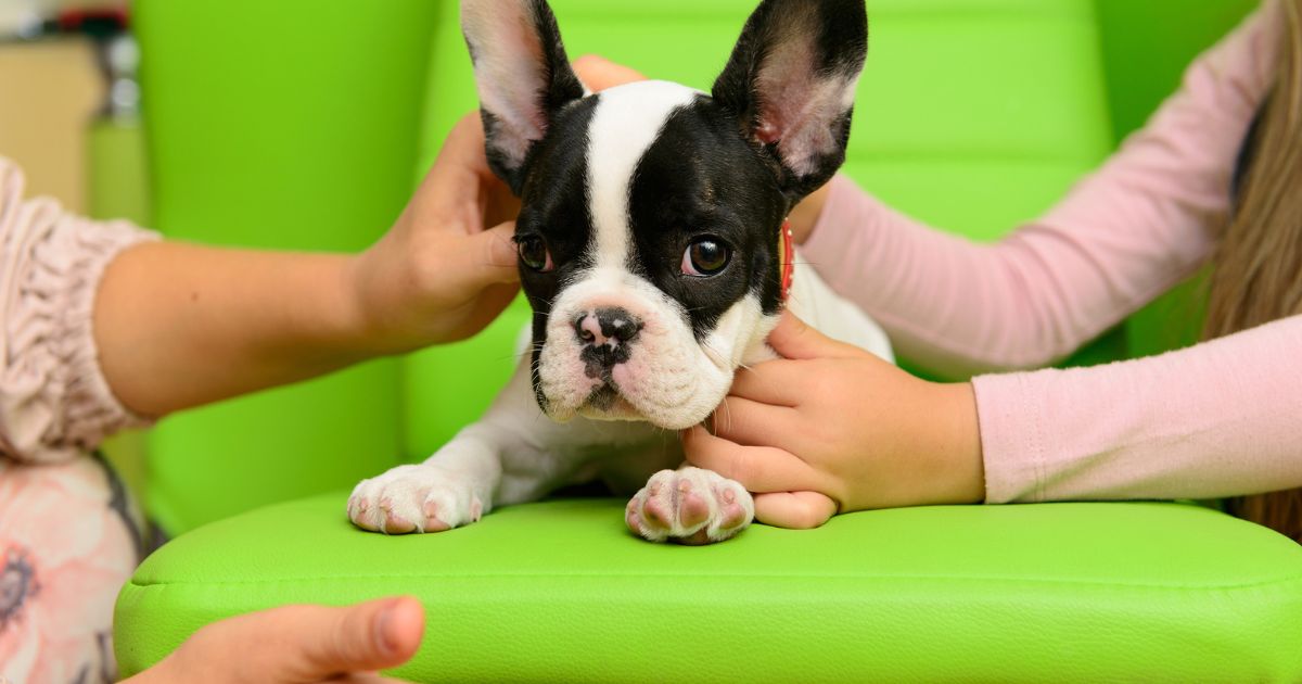 French Bulldog Hip Dysplasia Serena's Chronicles