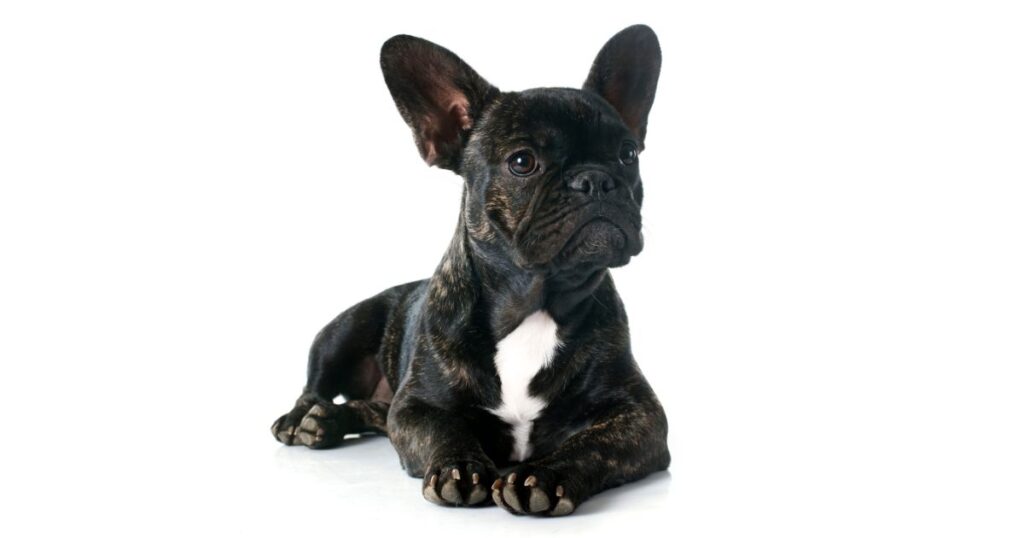 French Bulldog Hip Dysplasia