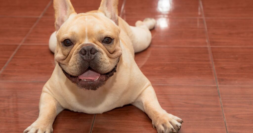 French Bulldog Hypothyroidism