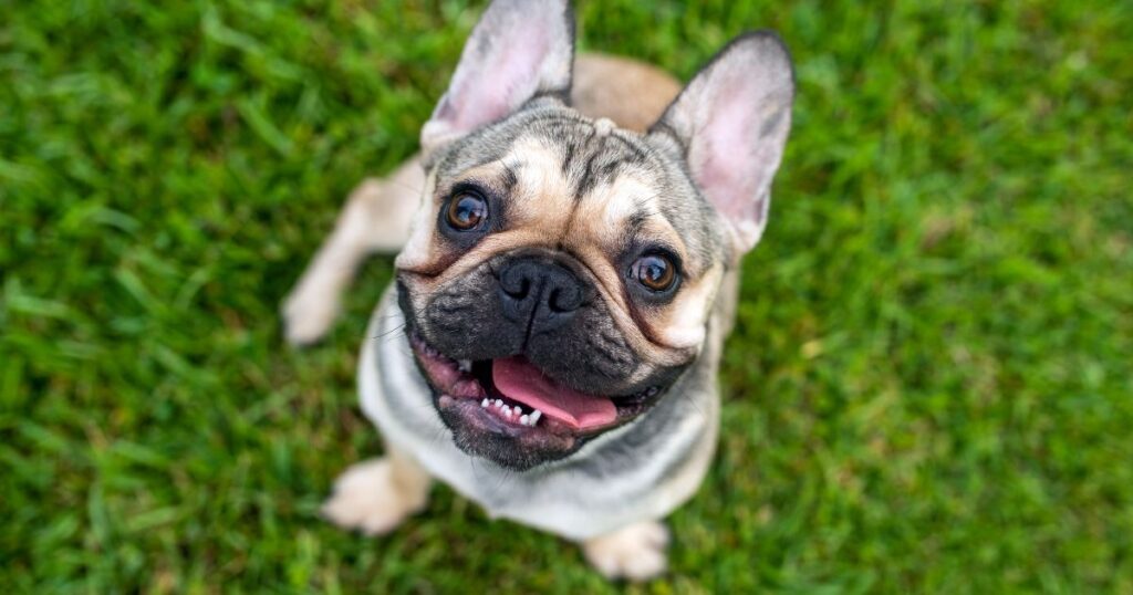 French Bulldog Hypothyroidism